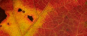 Preview wallpaper leaf, veins, yellow, red, macro
