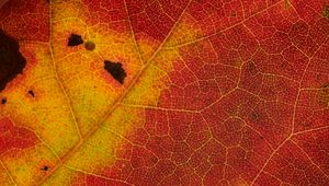 Preview wallpaper leaf, veins, yellow, red, macro