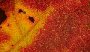 Preview wallpaper leaf, veins, yellow, red, macro