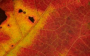 Preview wallpaper leaf, veins, yellow, red, macro