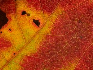 Preview wallpaper leaf, veins, yellow, red, macro