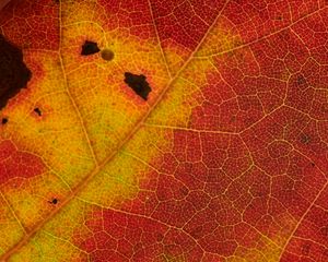 Preview wallpaper leaf, veins, yellow, red, macro