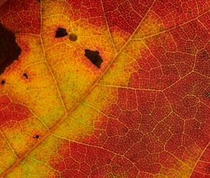 Preview wallpaper leaf, veins, yellow, red, macro