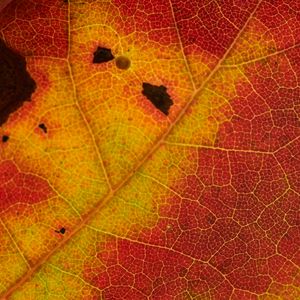 Preview wallpaper leaf, veins, yellow, red, macro
