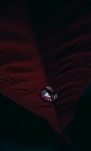 Preview wallpaper leaf, velvet, drop, macro, red