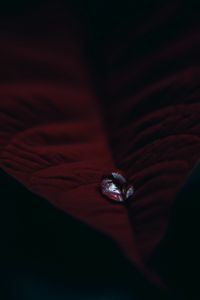 Preview wallpaper leaf, velvet, drop, macro, red