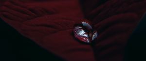 Preview wallpaper leaf, velvet, drop, macro, red