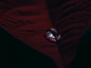 Preview wallpaper leaf, velvet, drop, macro, red