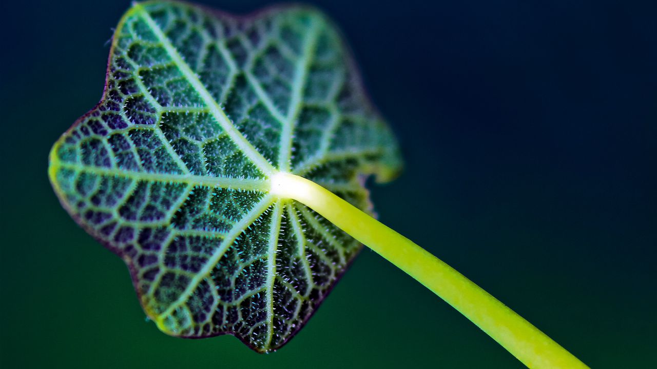 Wallpaper leaf, venation, plant, stalk