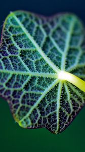 Preview wallpaper leaf, venation, plant, stalk