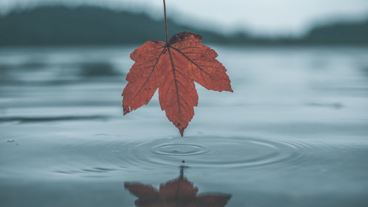 Wallpaper leaf, water, autumn, reflection
