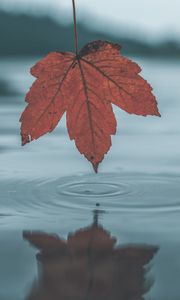 Preview wallpaper leaf, water, autumn, reflection