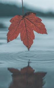 Preview wallpaper leaf, water, autumn, reflection