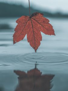 Preview wallpaper leaf, water, autumn, reflection