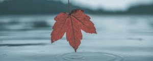 Preview wallpaper leaf, water, autumn, reflection