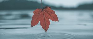 Preview wallpaper leaf, water, autumn, reflection