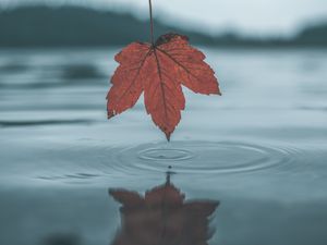 Preview wallpaper leaf, water, autumn, reflection