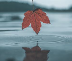 Preview wallpaper leaf, water, autumn, reflection