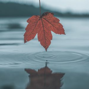 Preview wallpaper leaf, water, autumn, reflection