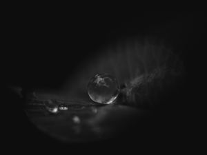 Preview wallpaper leaf, water, drop, macro, black and white, black