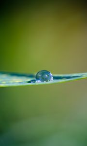 Preview wallpaper leaf, water, drop, macro