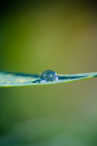 Preview wallpaper leaf, water, drop, macro