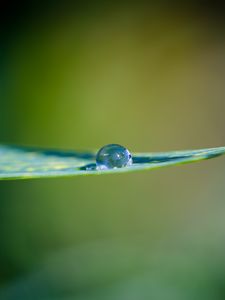 Preview wallpaper leaf, water, drop, macro