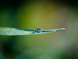 Preview wallpaper leaf, water, drop, macro
