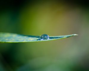 Preview wallpaper leaf, water, drop, macro