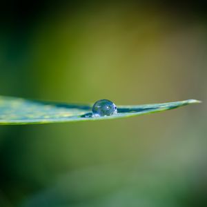 Preview wallpaper leaf, water, drop, macro