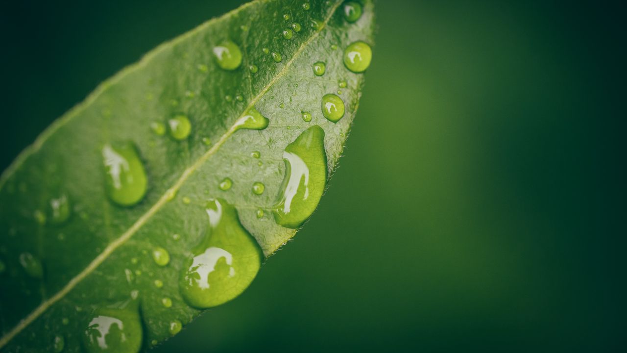 Wallpaper leaf, water, drops, wet, macro, green