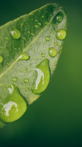 Preview wallpaper leaf, water, drops, wet, macro, green