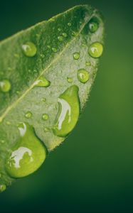 Preview wallpaper leaf, water, drops, wet, macro, green