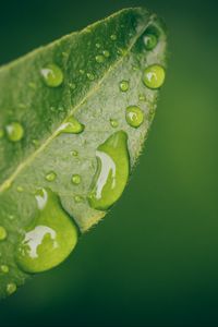 Preview wallpaper leaf, water, drops, wet, macro, green