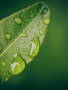 Preview wallpaper leaf, water, drops, wet, macro, green