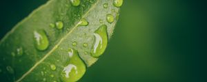 Preview wallpaper leaf, water, drops, wet, macro, green