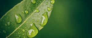 Preview wallpaper leaf, water, drops, wet, macro, green