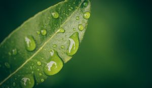 Preview wallpaper leaf, water, drops, wet, macro, green