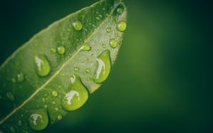 Preview wallpaper leaf, water, drops, wet, macro, green