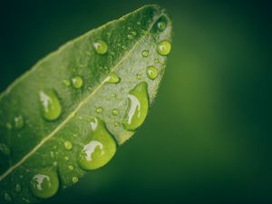 Preview wallpaper leaf, water, drops, wet, macro, green