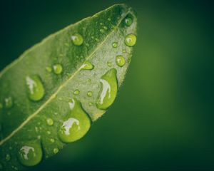 Preview wallpaper leaf, water, drops, wet, macro, green