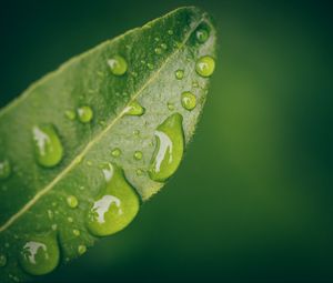 Preview wallpaper leaf, water, drops, wet, macro, green
