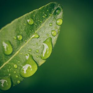 Preview wallpaper leaf, water, drops, wet, macro, green