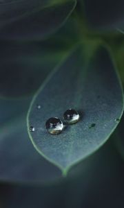 Preview wallpaper leaf, water, drops, glare, macro, green