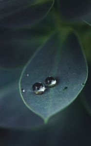 Preview wallpaper leaf, water, drops, glare, macro, green