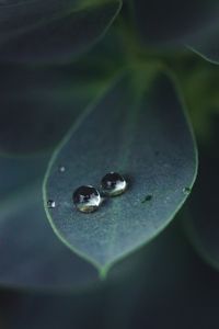 Preview wallpaper leaf, water, drops, glare, macro, green