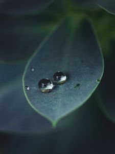 Preview wallpaper leaf, water, drops, glare, macro, green