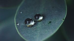 Preview wallpaper leaf, water, drops, glare, macro, green