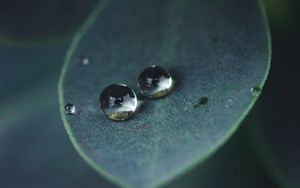 Preview wallpaper leaf, water, drops, glare, macro, green
