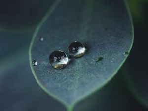 Preview wallpaper leaf, water, drops, glare, macro, green
